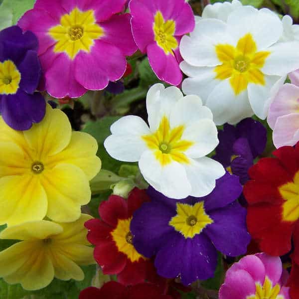 plantas de inverno resistentes ao frio