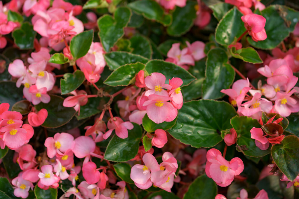 cultivo de flores no inverno