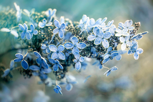 cores de inverno para jardim