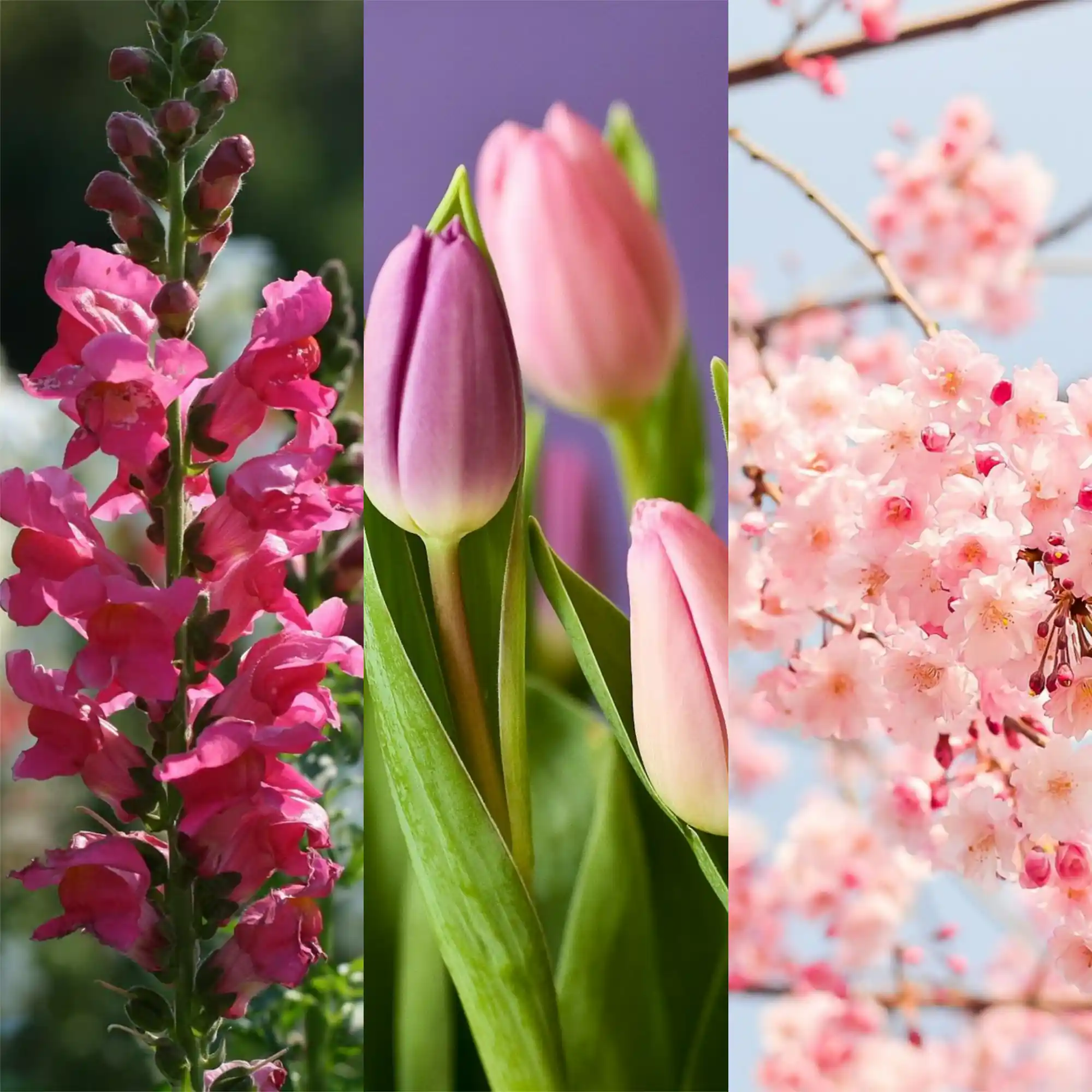 cuidados com flores no inverno