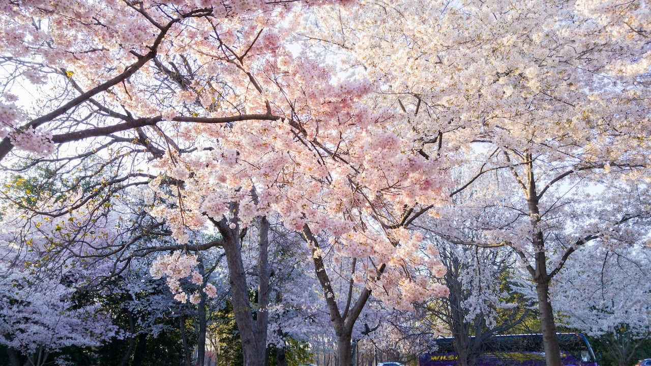 flores de inverno para sombra