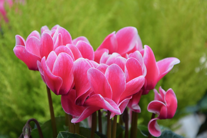 flores de inverno para sol pleno