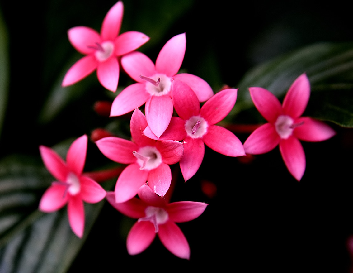 plantas de inverno resistentes ao frio