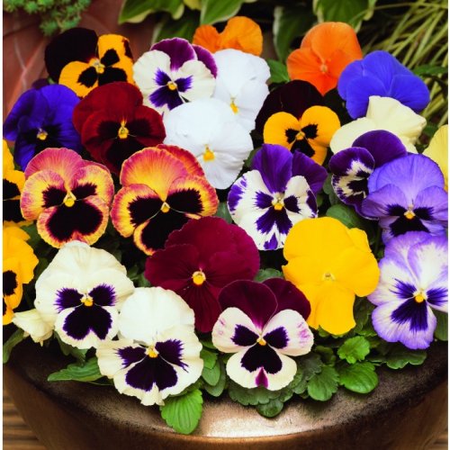 cultivo de flores no inverno