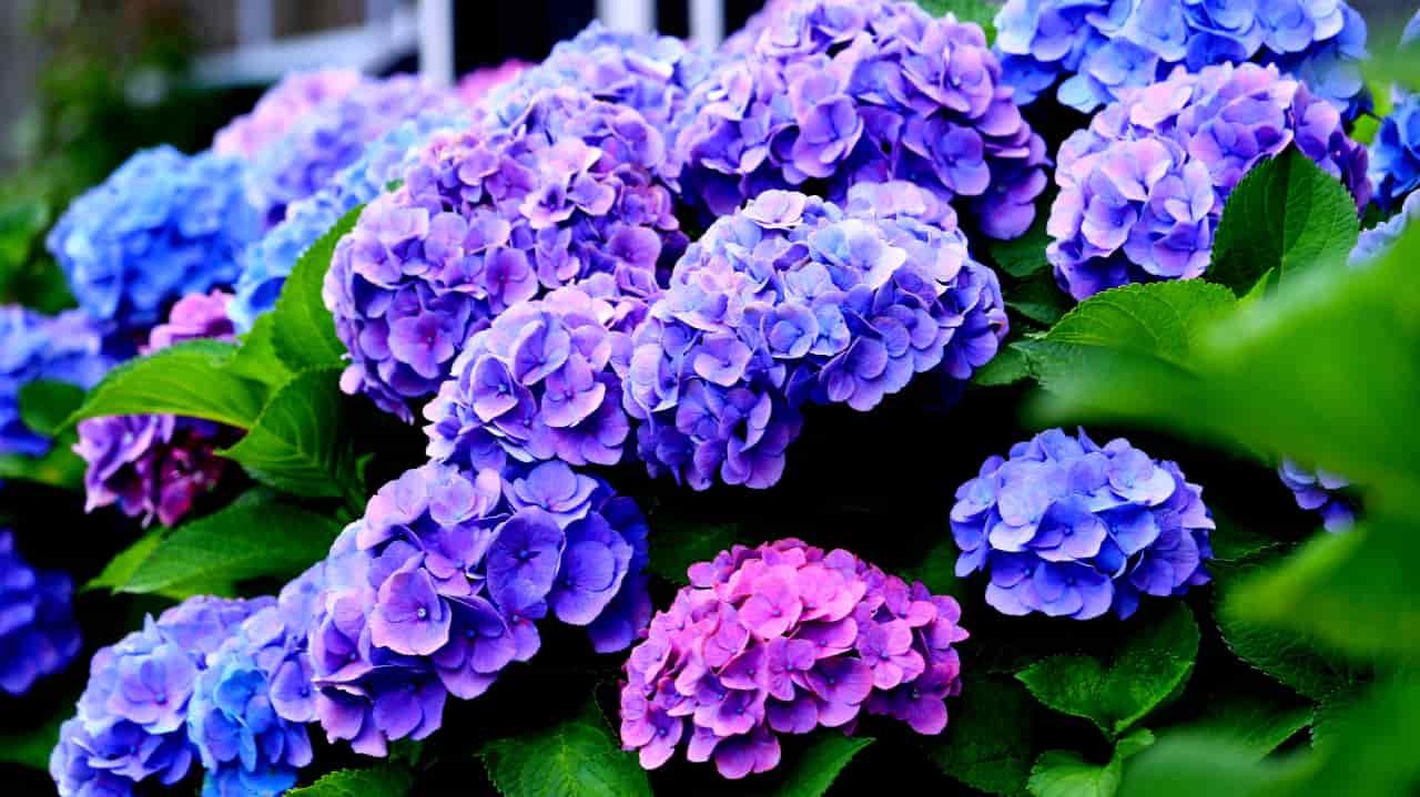 plantas de interior para inverno