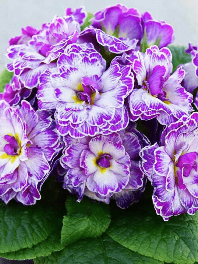cuidados com flores no inverno