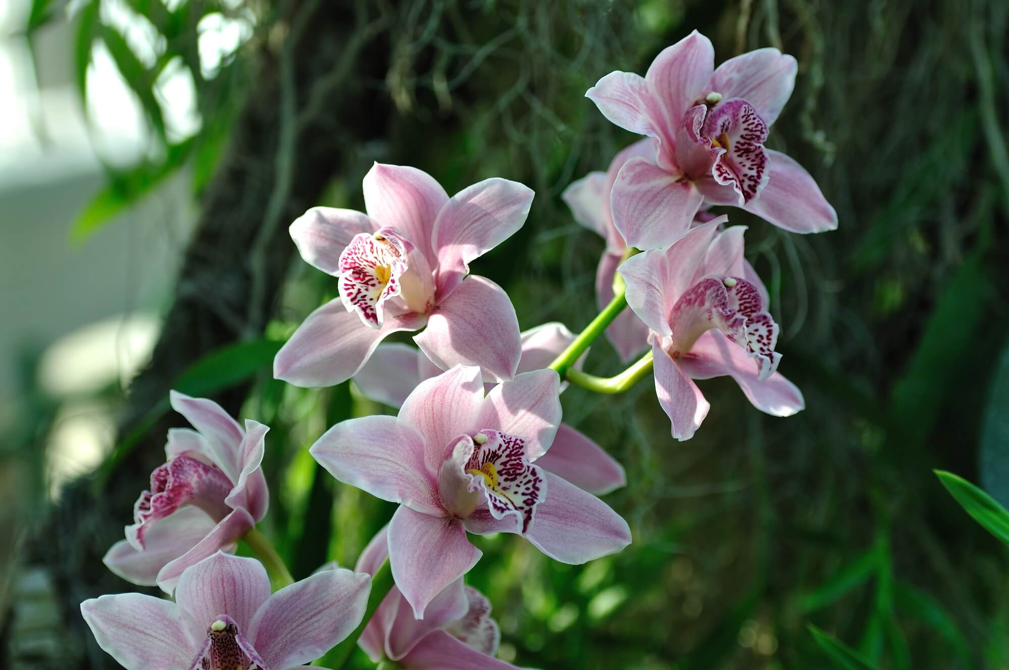 flores de inverno para sombra