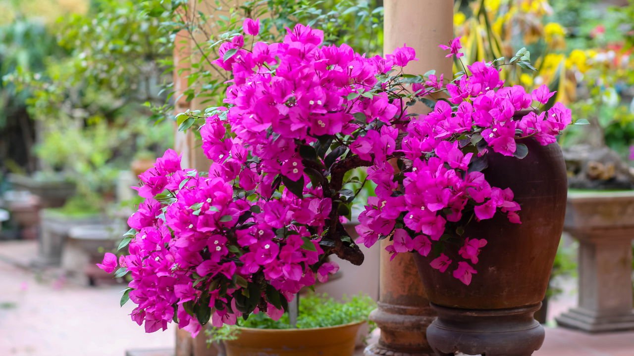 melhores flores medicinais para ansiedade e sono