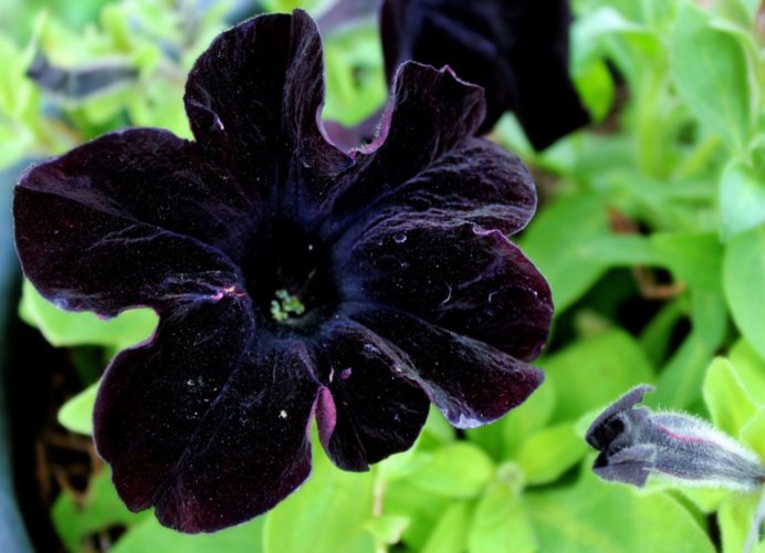 preço rosa negra de Halfeti