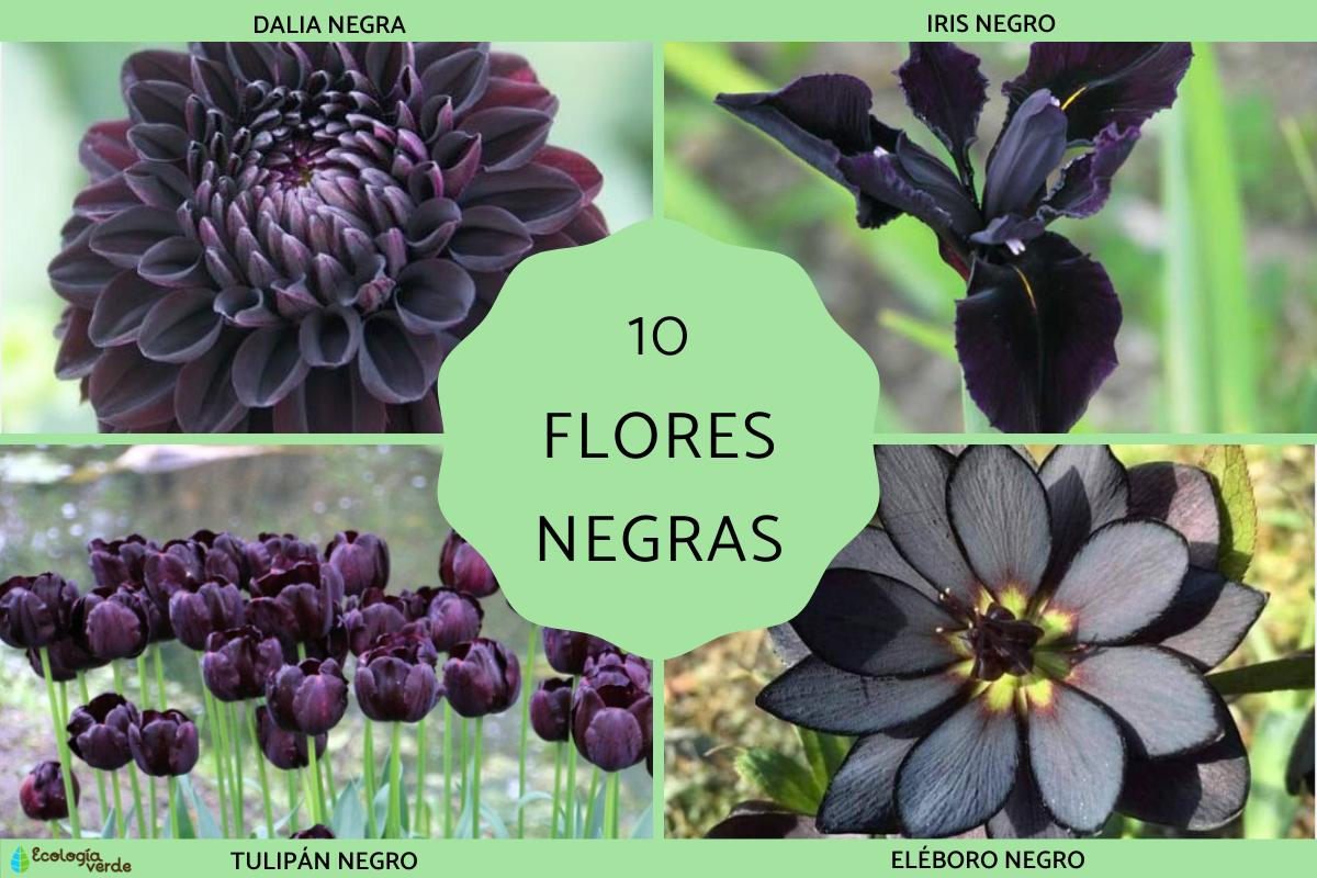 erros comuns ao cultivar flores pretas