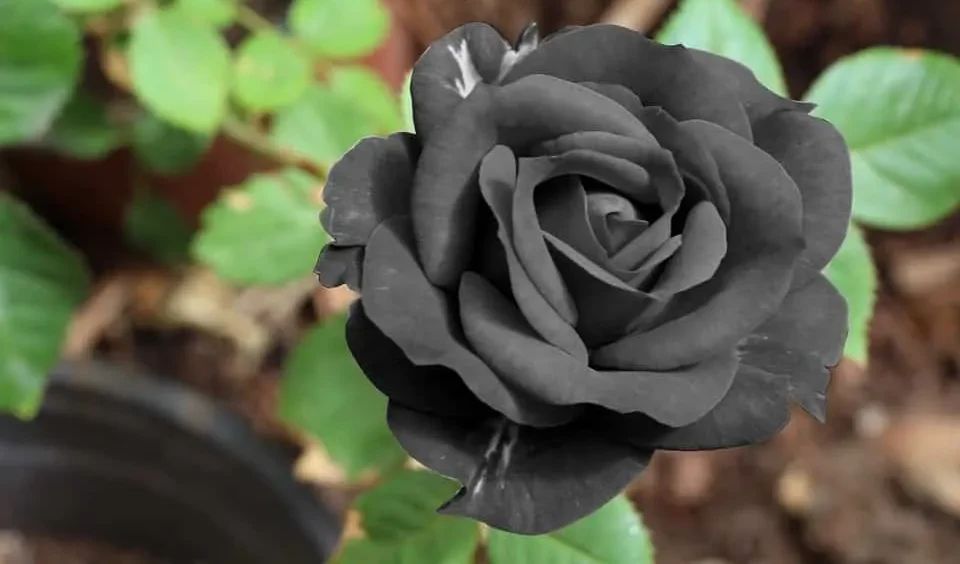 rosa negra vs tulipa rainha da noite