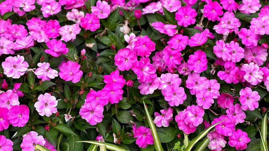 jardim florido o ano inteiro