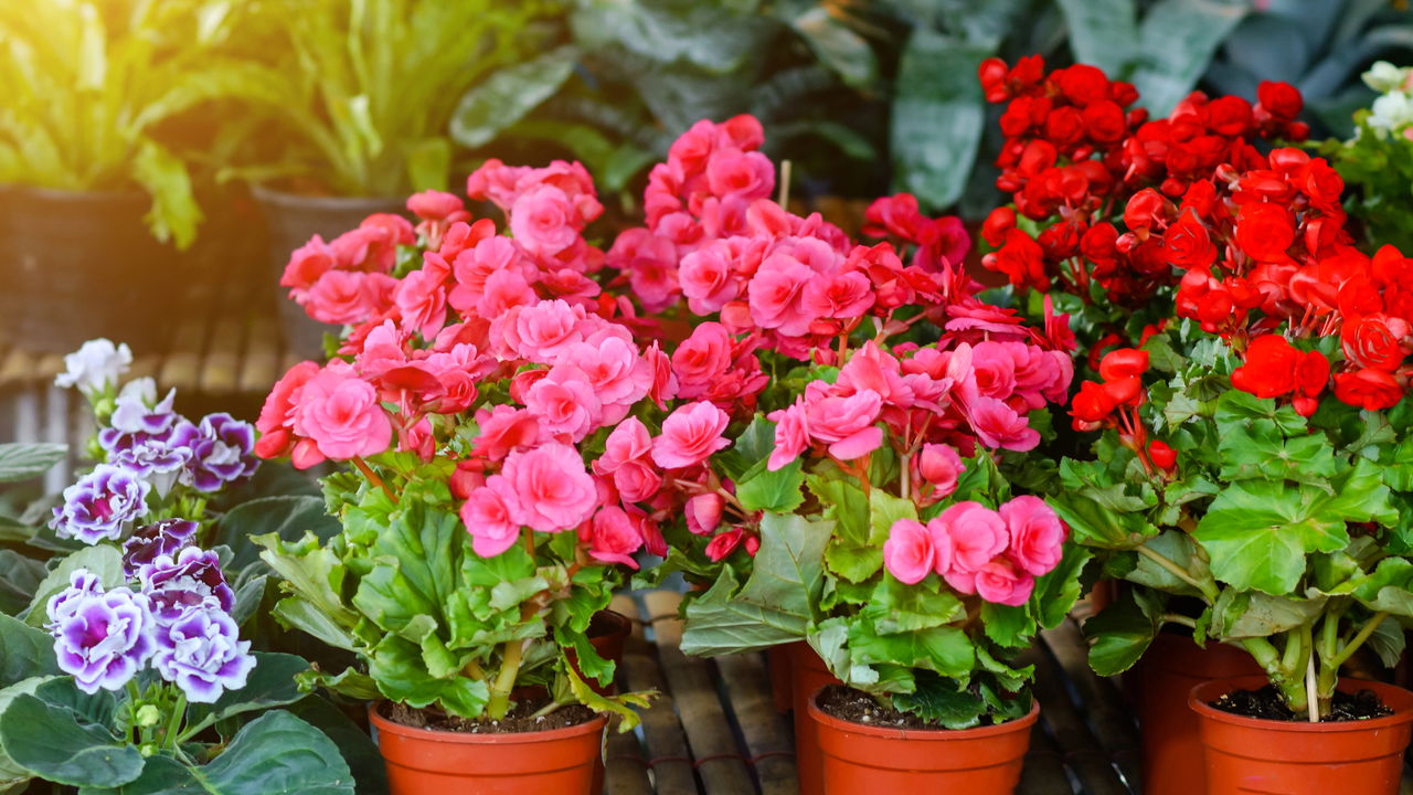 plantas que florescem o ano todo