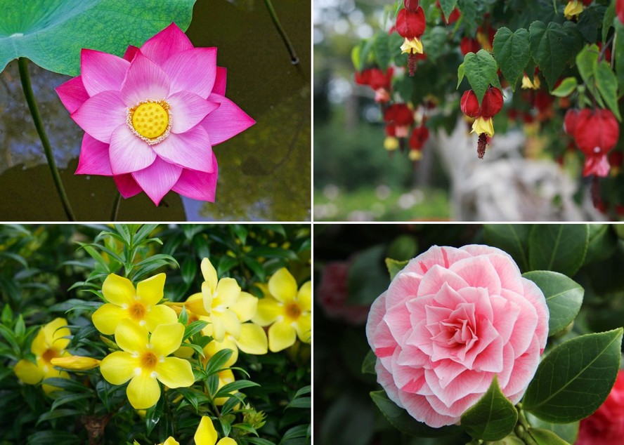 flores asiáticas