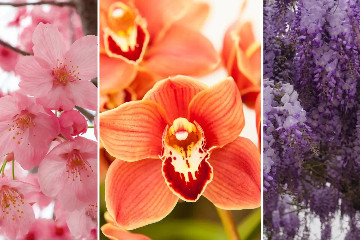 flores do oriente
