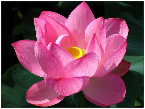 flores para decoração oriental