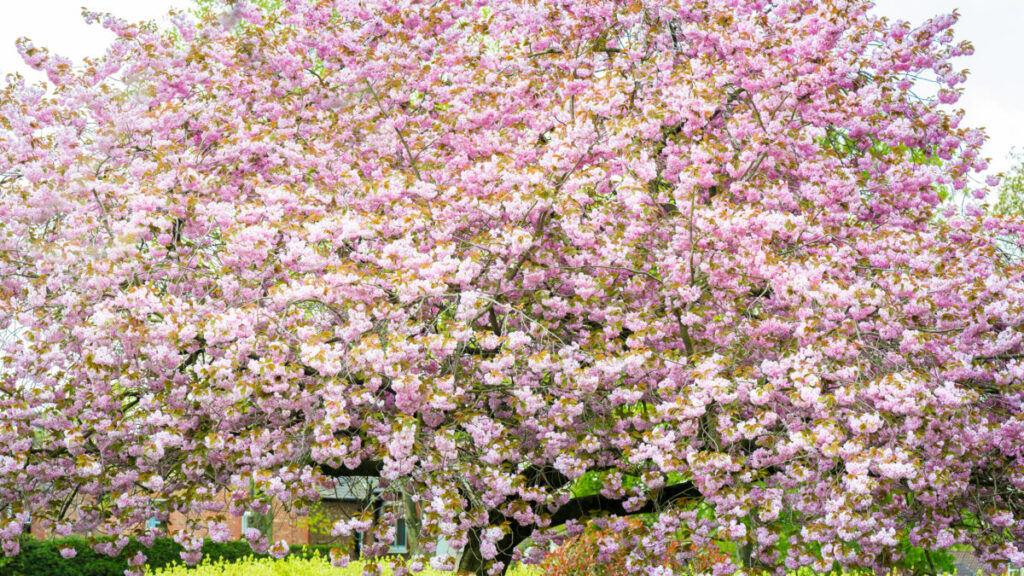 flores de primavera orientais