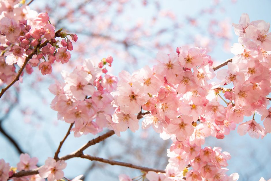 flores do oriente