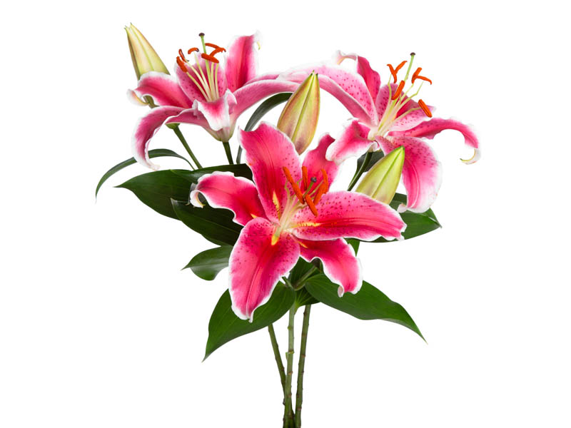 significado flores japonesas