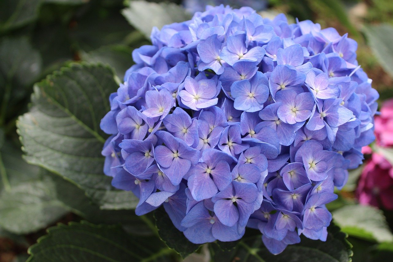flores chinesas