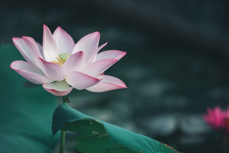 significado flores japonesas
