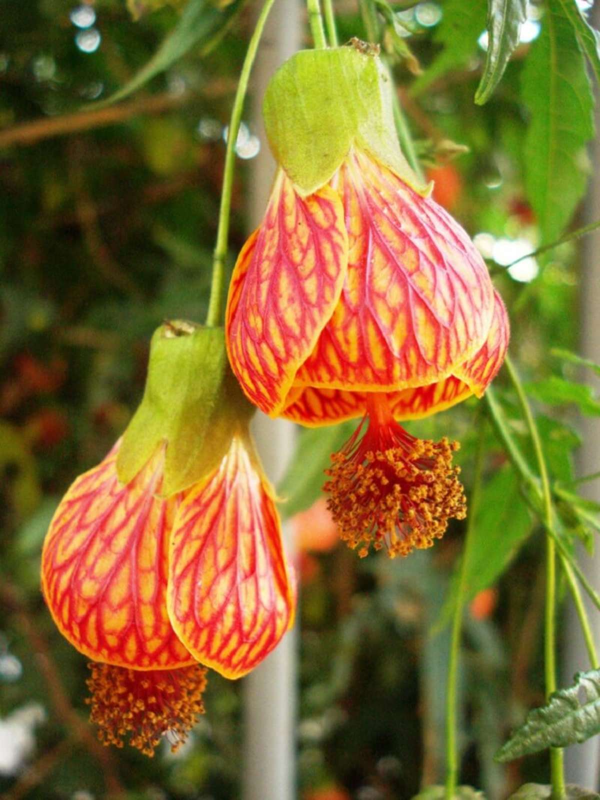 espécies florais asiáticas