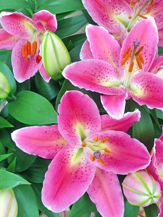 flores chinesas