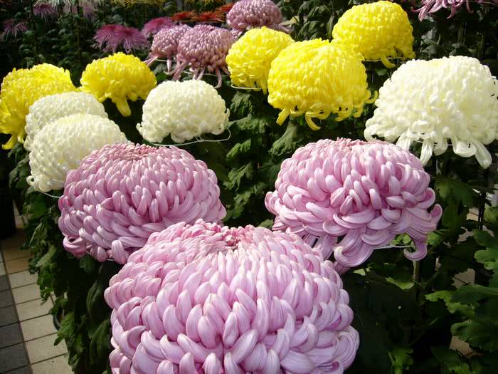 jardim com clima asiático