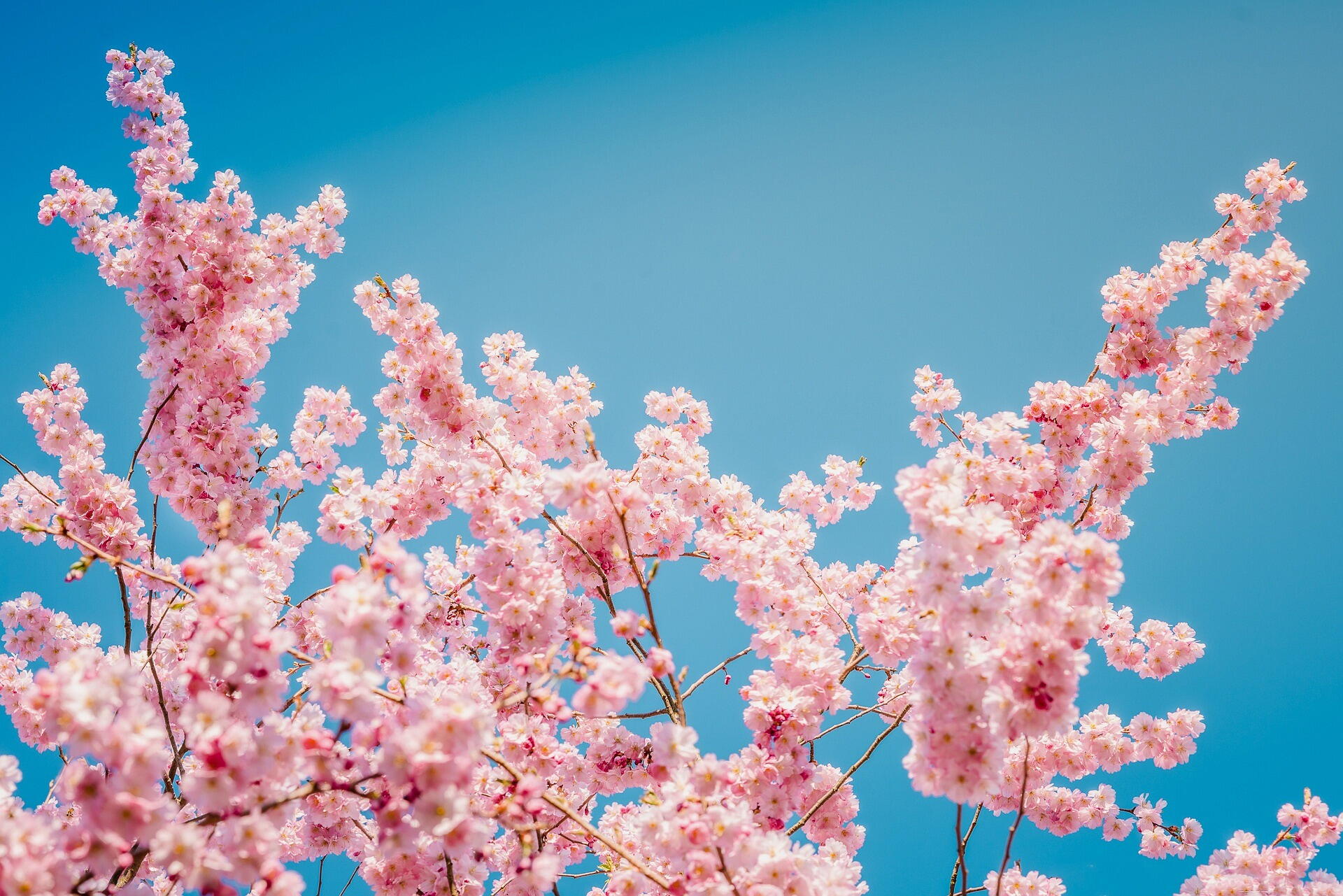 espécies florais asiáticas