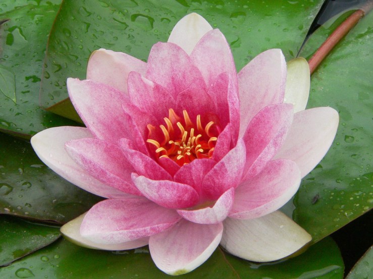 beleza exótica flores