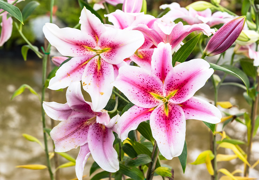 plantas orientais para jardim