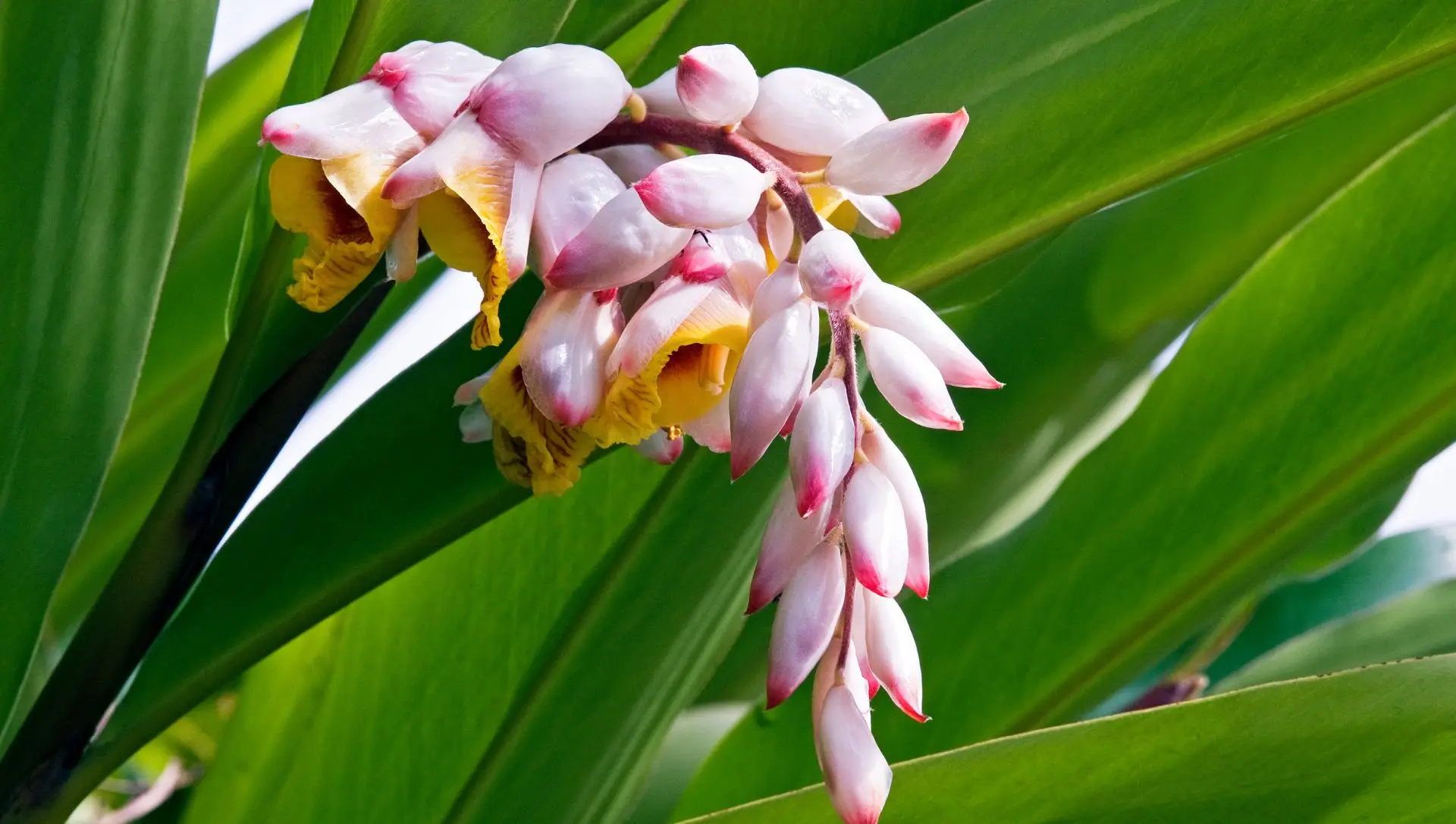 nomes de flores japonesas