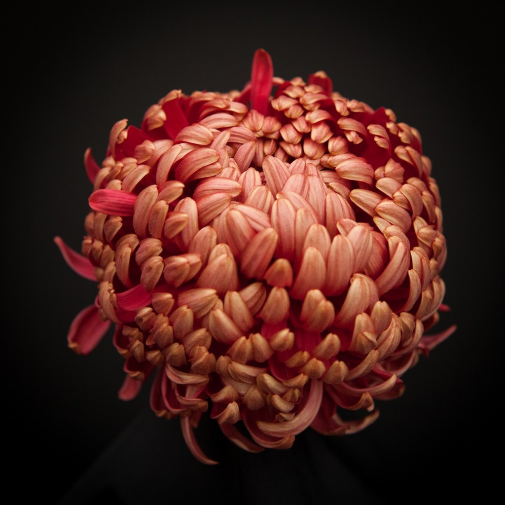 cultivo de flores orientais no Brasil
