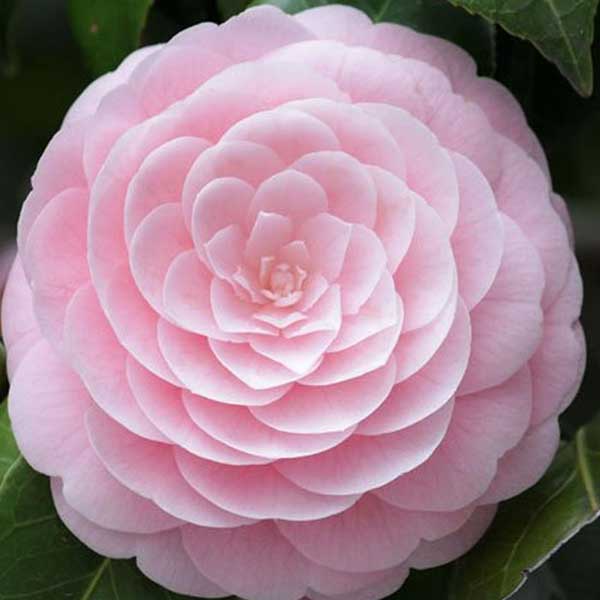 flores orientais perfumadas