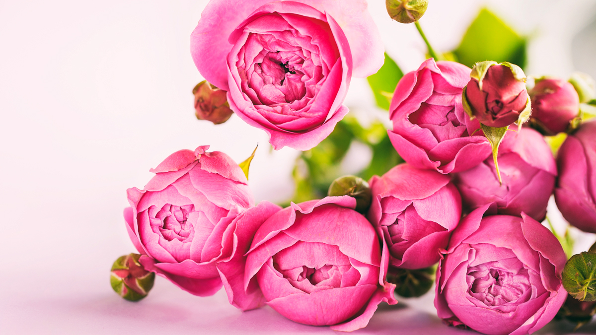 flores orientais e seus significados
