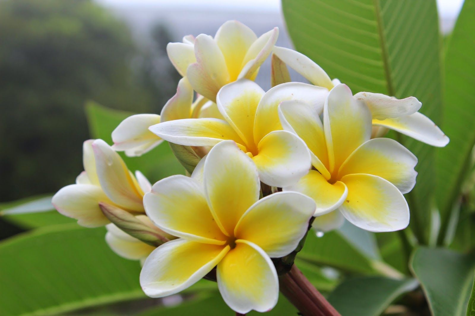 tipos de flores orientais