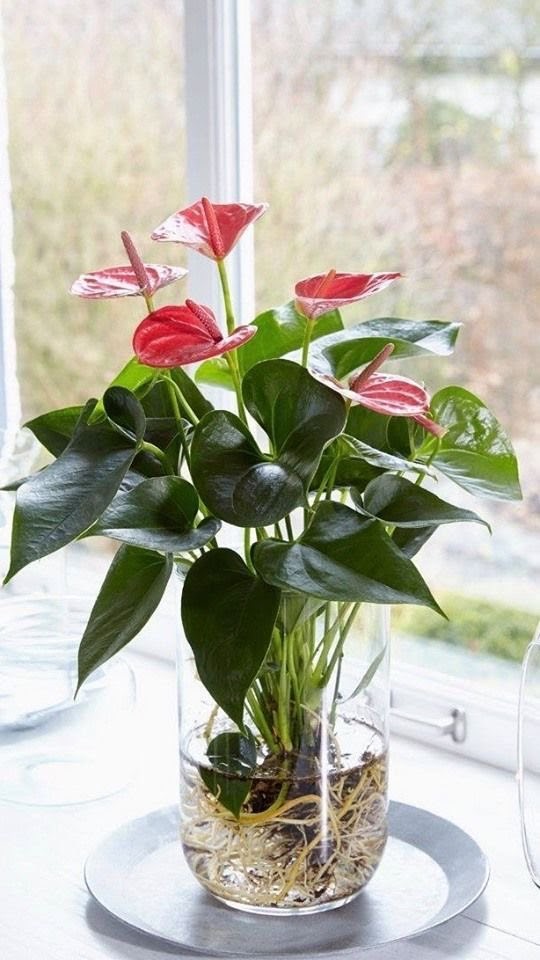 plantas de interior com pouca luz e flores