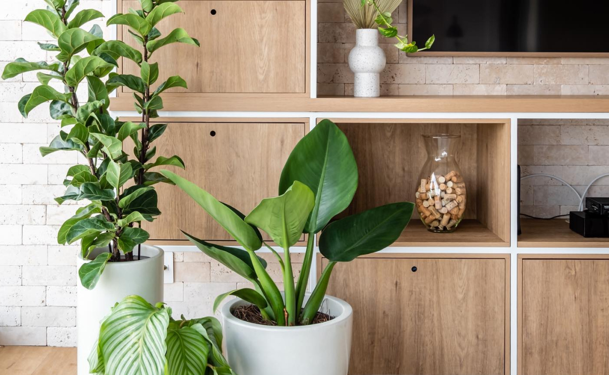 plantas para ambientes com pouca luminosidade