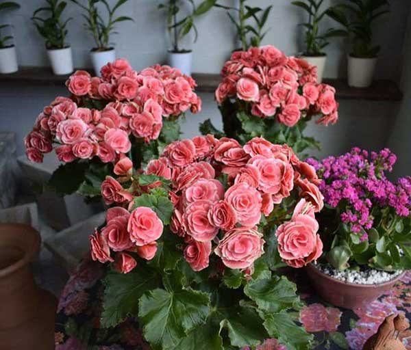 flores para decorar salas