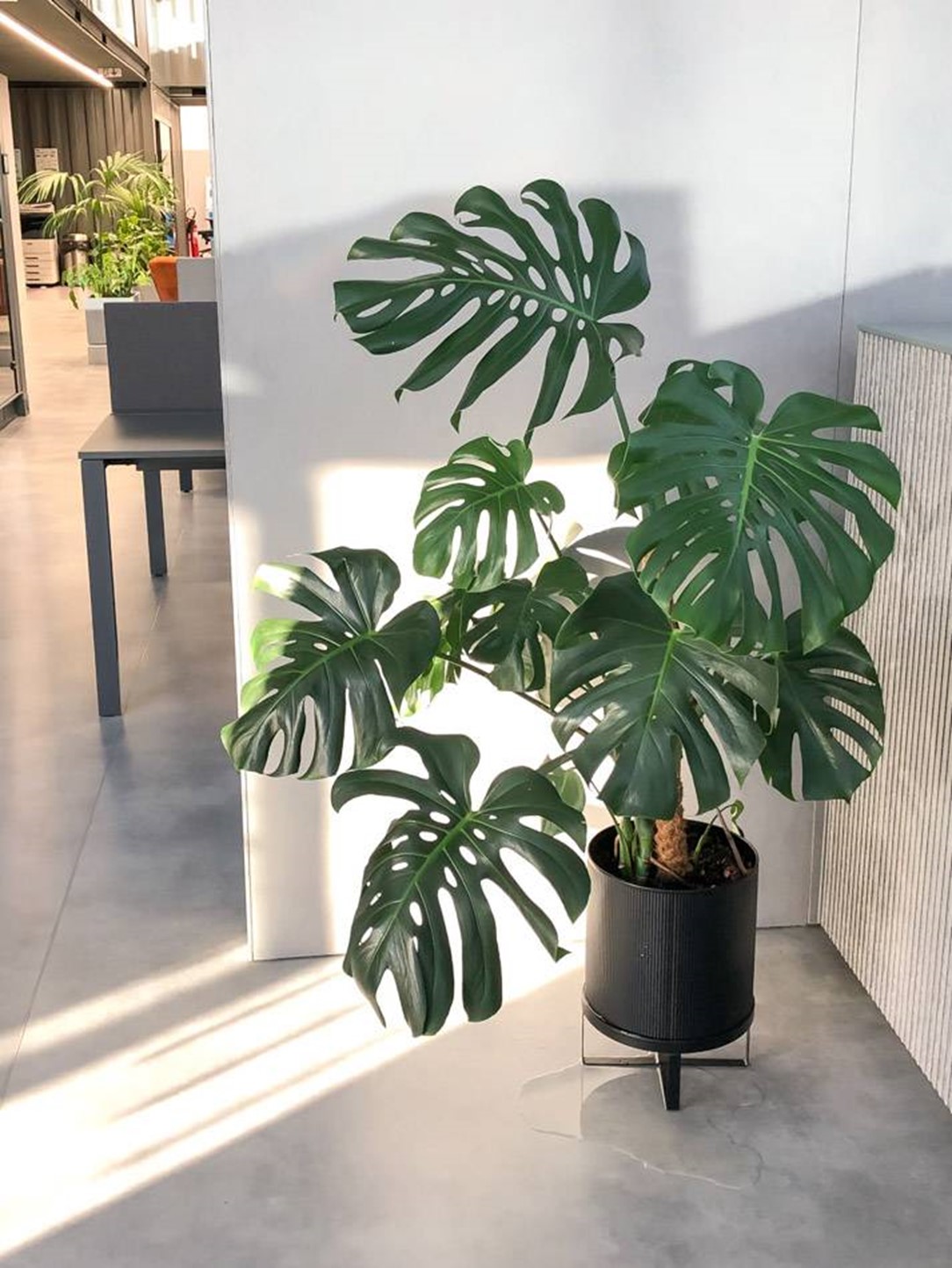 plantas que purificam o ar interior