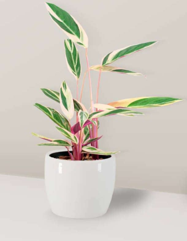 plantas de baixa manutenção para casa