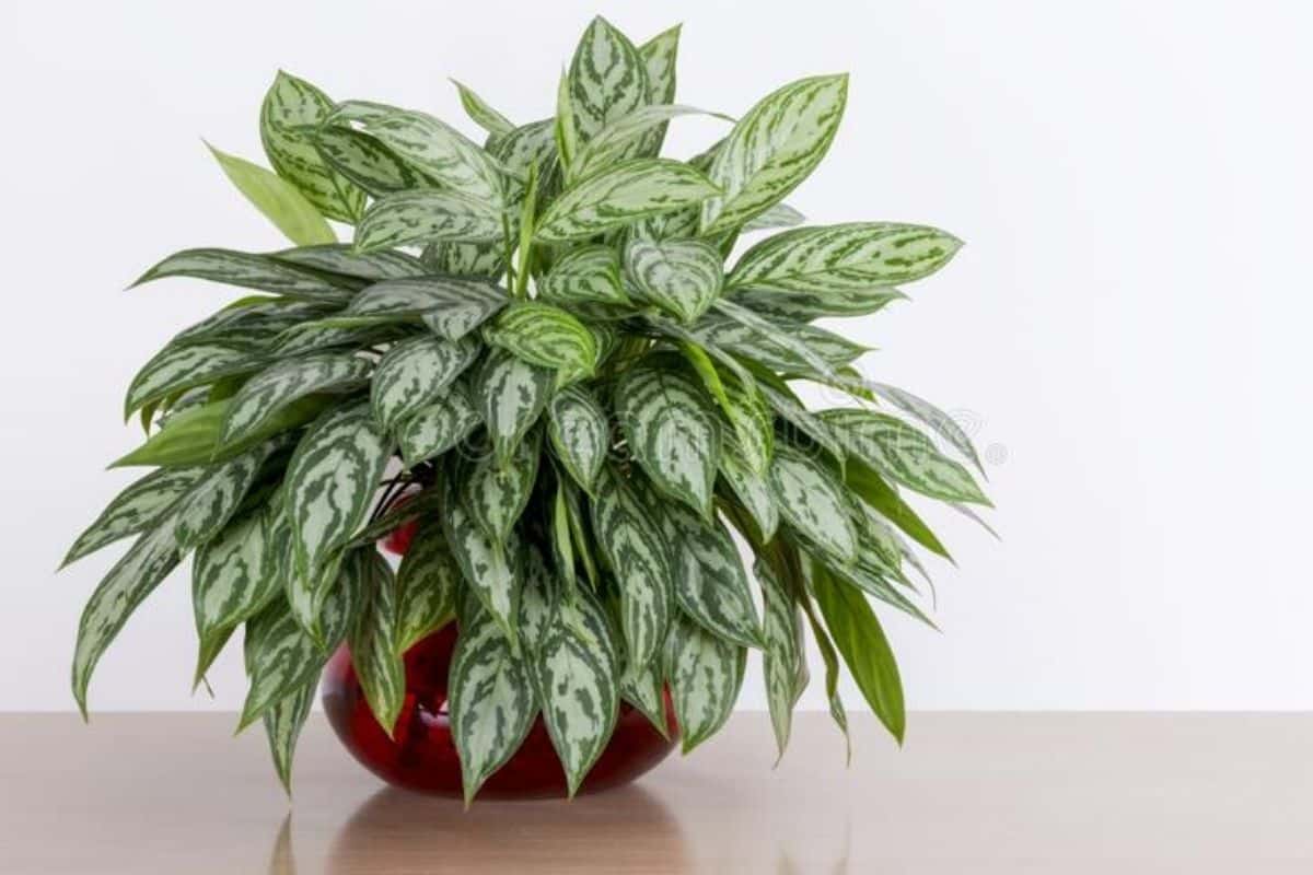 plantas tropicais para interiores