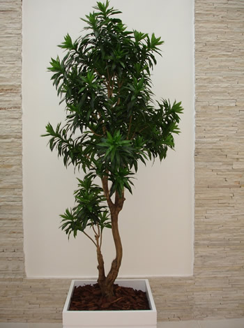 plantas de interior fáceis de cuidar