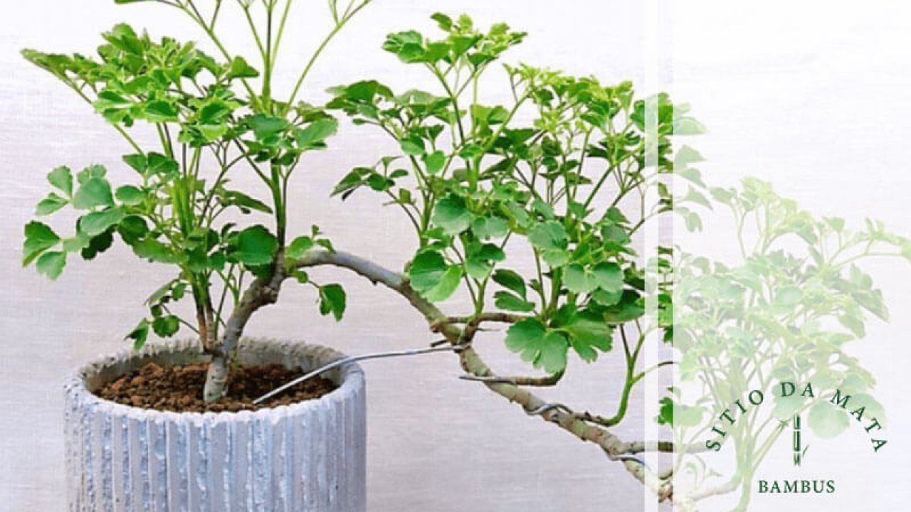 plantas tropicais para interiores