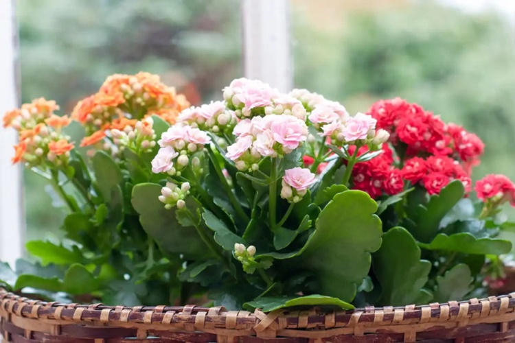 decoração banheiro com plantas