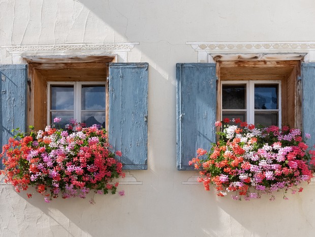flores para floreira de janela com sol pleno