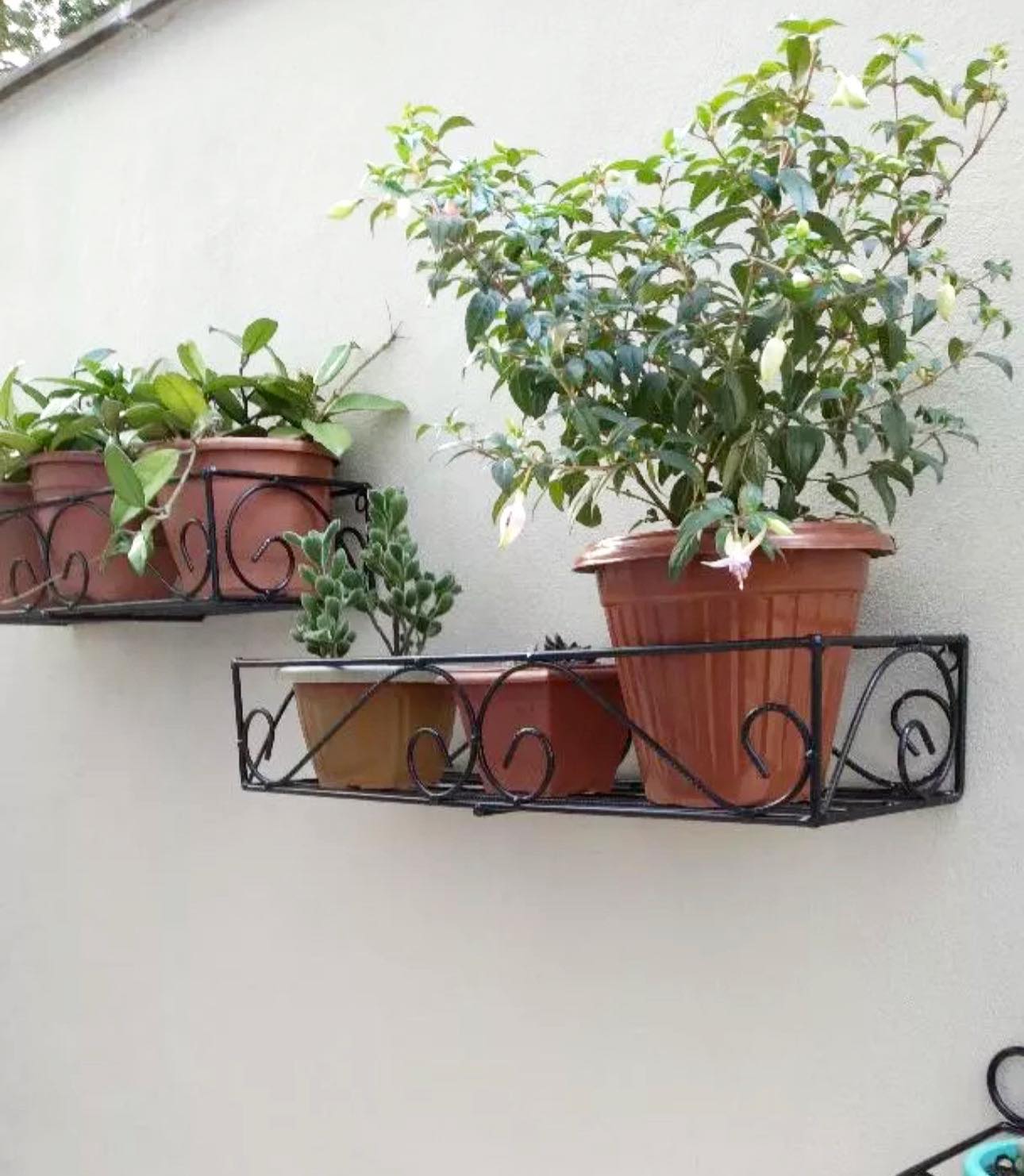 flores para floreira de janela que florescem o ano todo