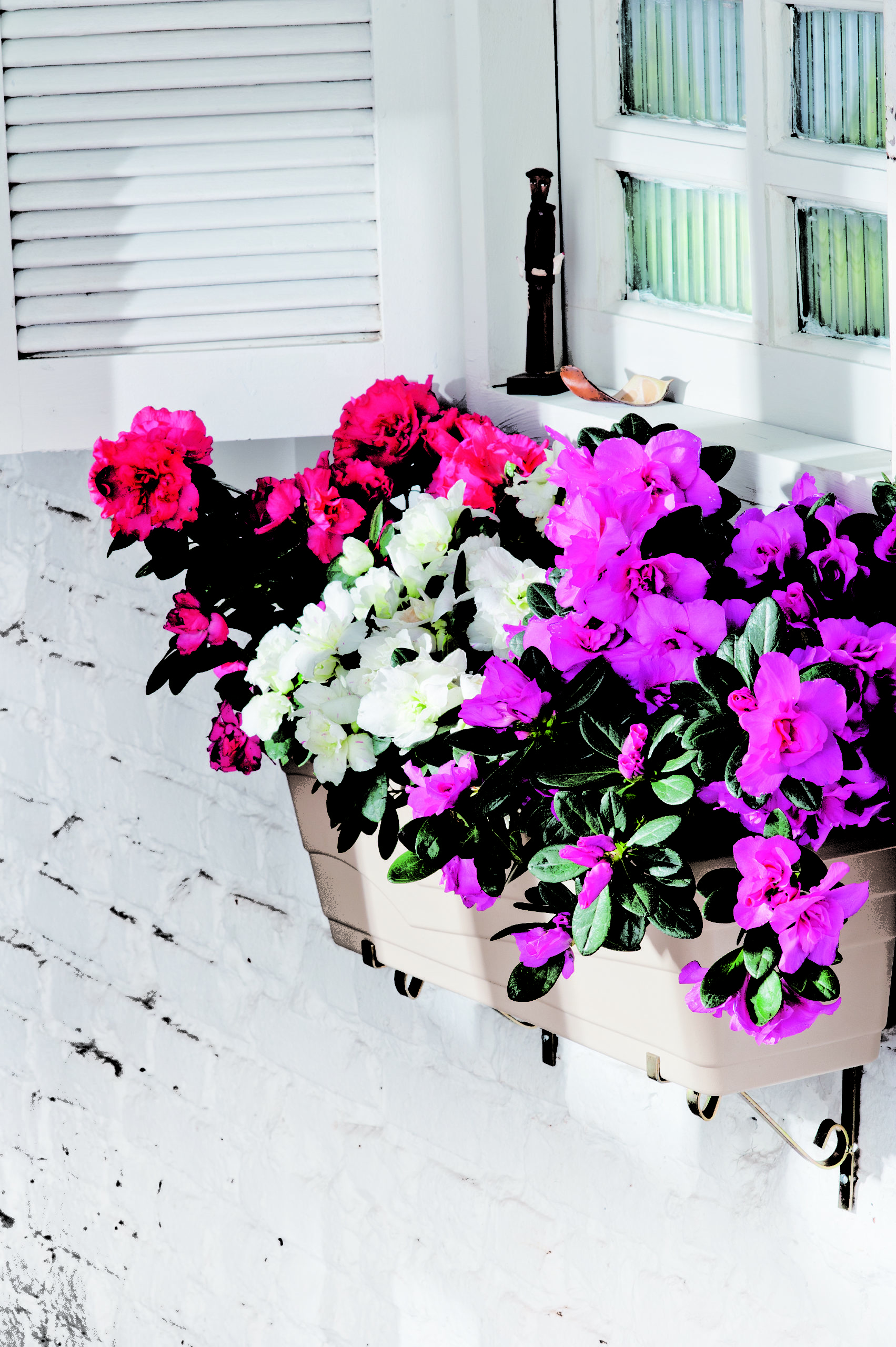 flores para floreira de janela que não morrem no inverno