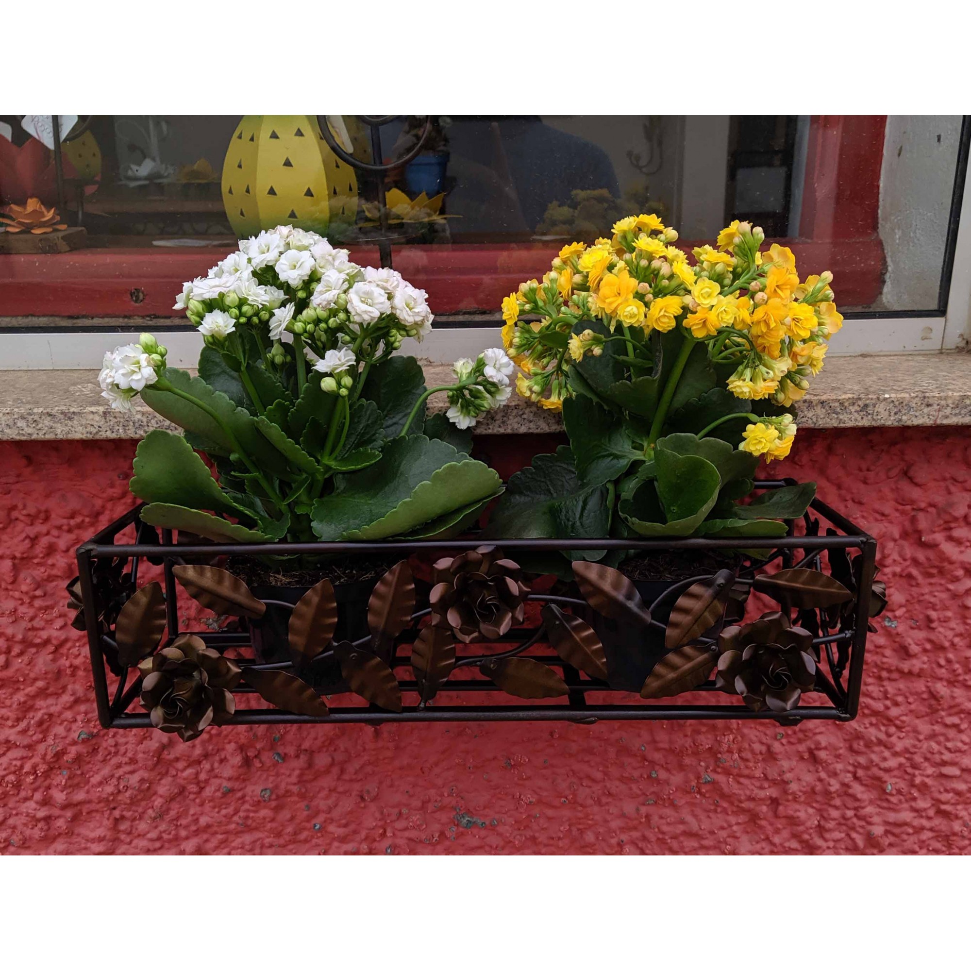 flores para floreira de janela com pouco sol