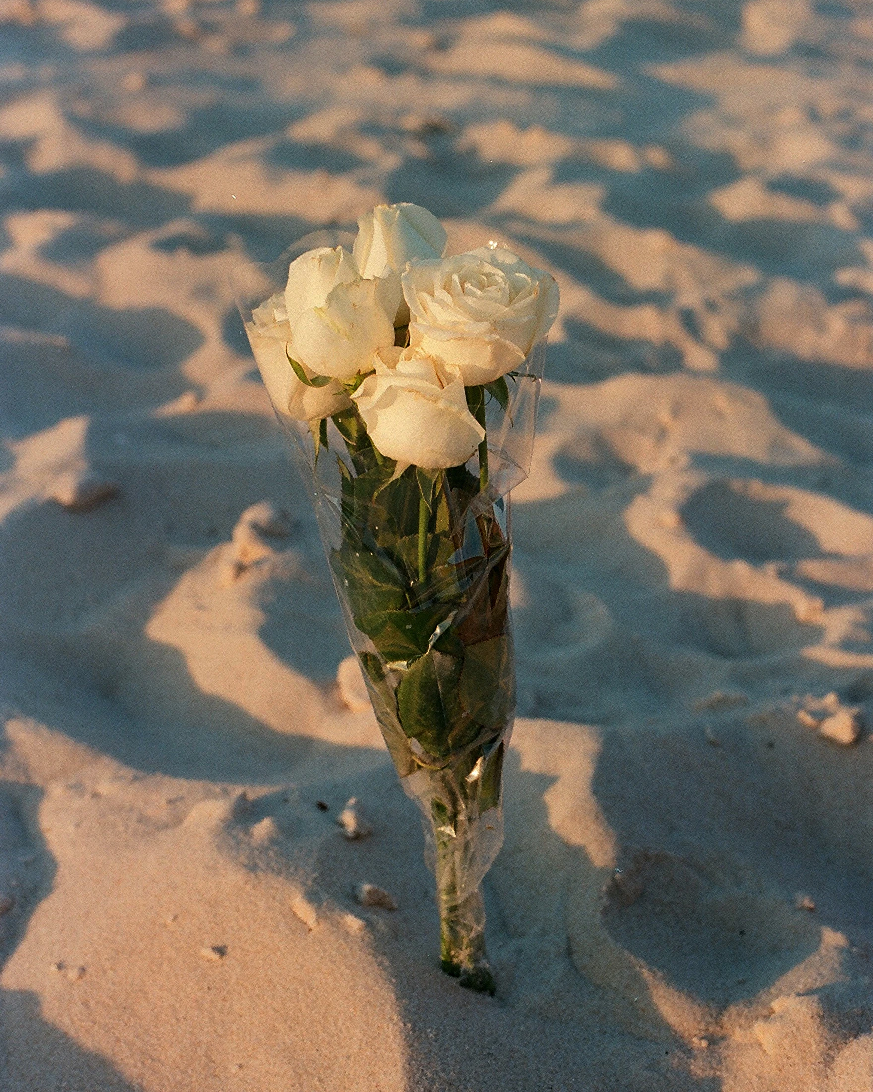 cores de flores para iemanjá